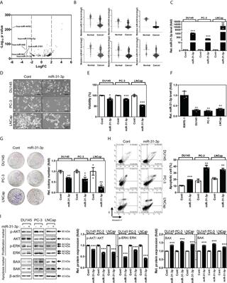 miR-31-3p functions as a tumor suppressor by directly targeting GABBR2 in prostate cancer